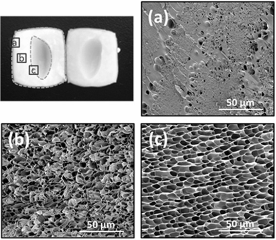 A kind of gradient structure protein hydrogel and preparation method thereof