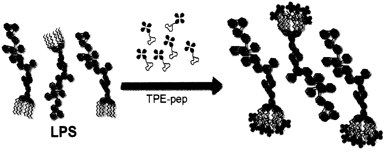 Preparation of novel aggregation-induced fluorescent polypeptide probe for detecting bacterial endotoxin and application