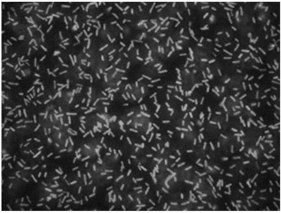 Double-labelled immunofluorescence detection test paper for acidovorax avenae subsp.citrullii of melons