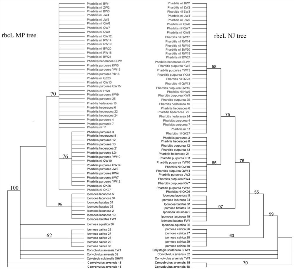 A method and application for identifying taxonomic status and species of Petunia and related genera