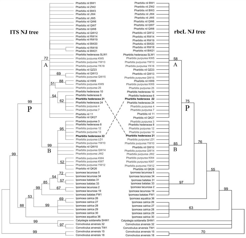 A method and application for identifying taxonomic status and species of Petunia and related genera