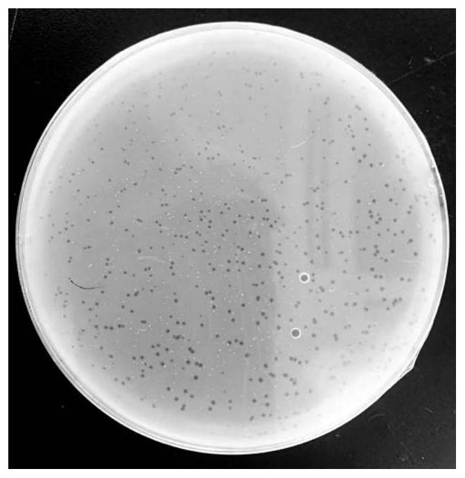 Vibrio alginolyticus bacteriophage GVA-P21 with high fermentation rate and lasting bacteriostasis and application thereof