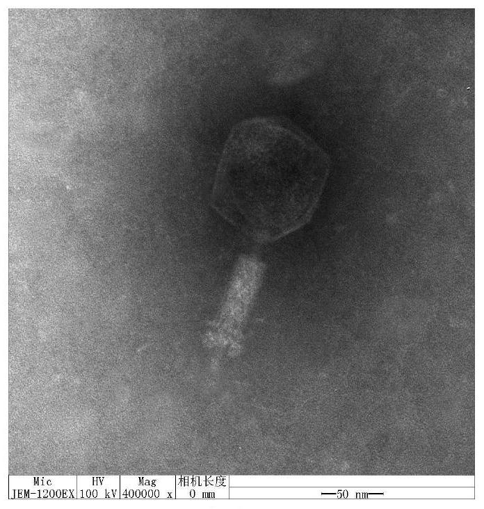 Vibrio alginolyticus bacteriophage GVA-P21 with high fermentation rate and lasting bacteriostasis and application thereof