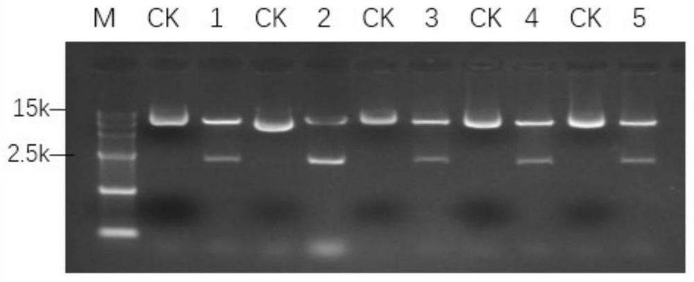 Plant transgenic screening vector pcalsm1 and its application