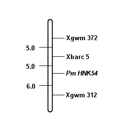 Marker primer interlocked with wheat powdery mildew resistance gene PmHNK54 and application thereof
