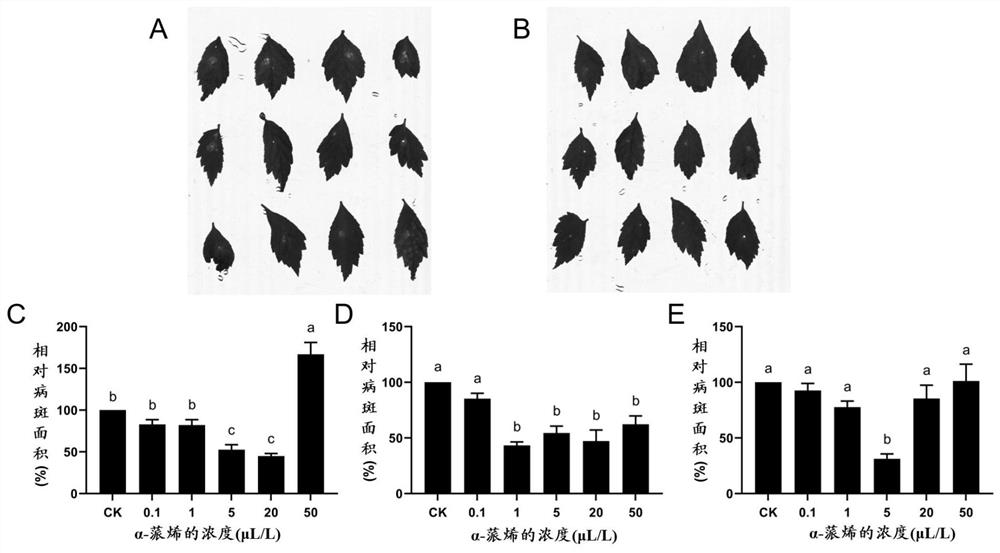 Application of alpha-pinene in promoting growth of panax notoginseng and inducing resistance