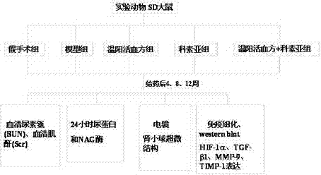 Yang warming and blood activating traditional Chinese compound preparation for preventing and treating chronic kidney diseases and application thereof