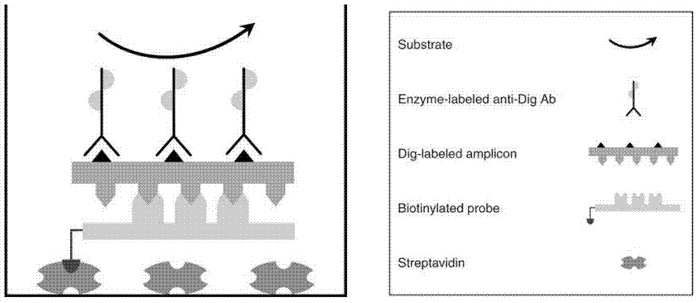 A kind of pcr enzyme-linked two-hybrid method detects pathogenic microorganism detection method