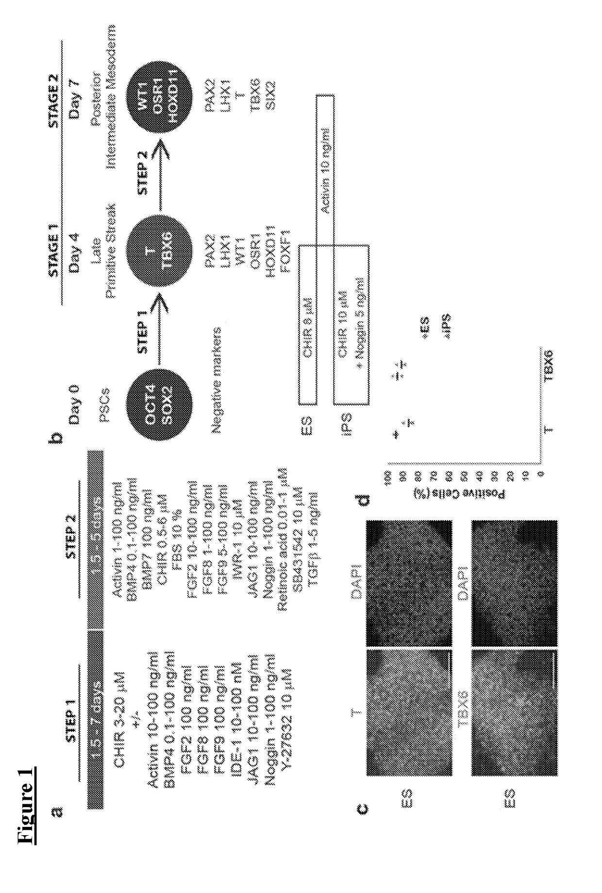 Methods of generating nephrons from human pluripotent stem cells