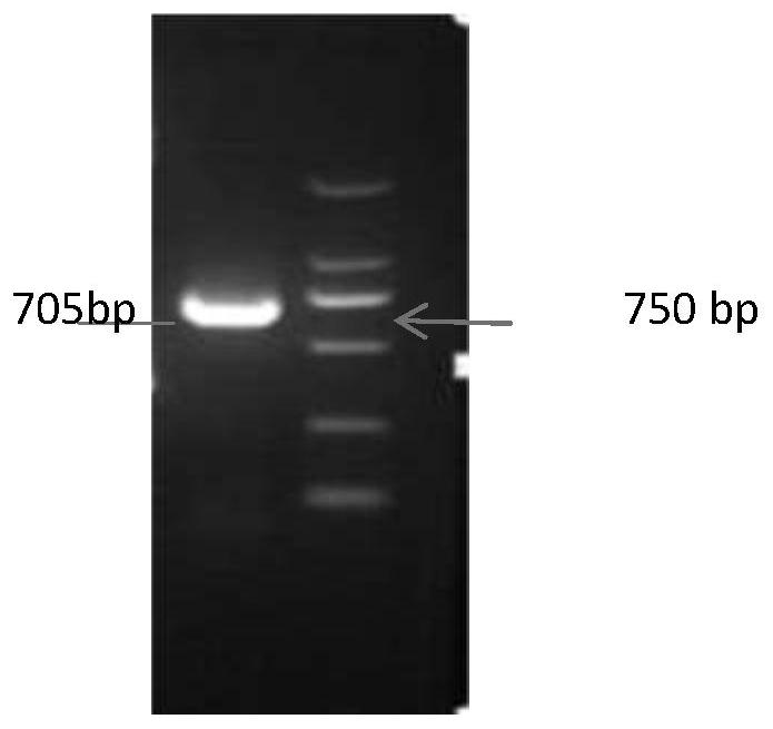 Low-temperature tolerance-related gene fad9 of apple snail, its encoded protein and its cloning method