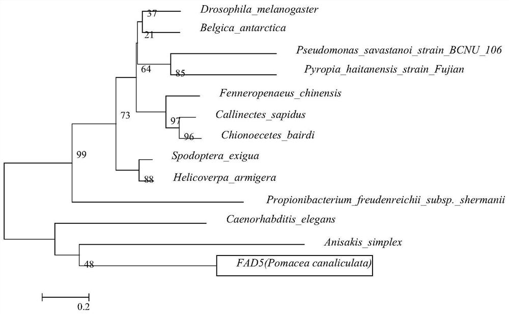 Low-temperature tolerance-related gene fad9 of apple snail, its encoded protein and its cloning method