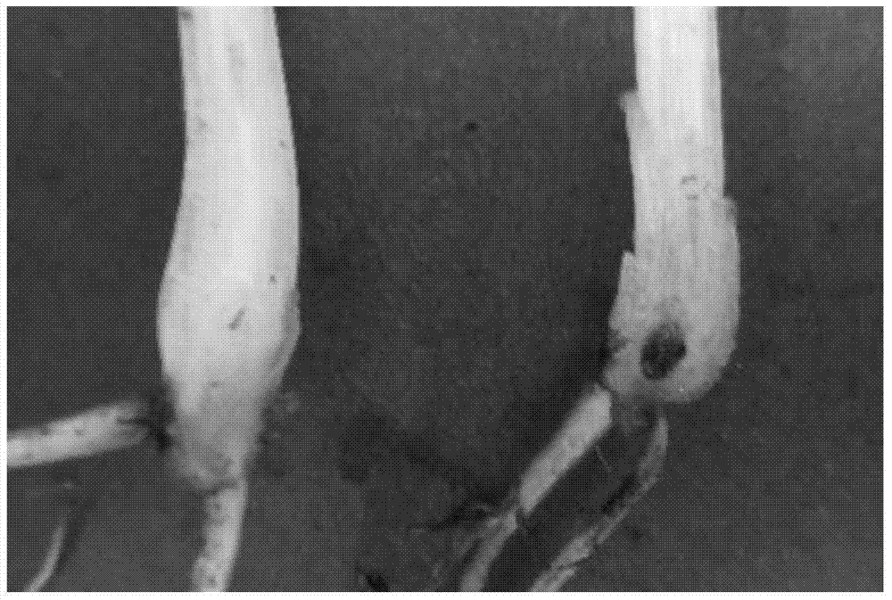 Method for detecting pathogenicity of pathogenic bacteria of banana vascular wilt