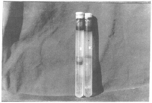 A high-temperature-resistant strong emulsifying microbial strain and its application in wax removal and anti-wax