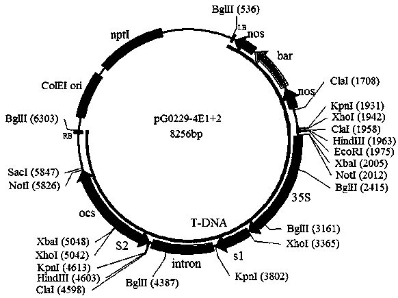 Method for cultivating sugarcane resistant to mosaic disease by using RNAi silencing translation initiation factor gene