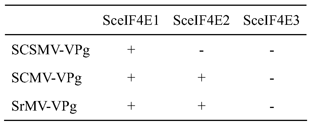 Method for cultivating sugarcane resistant to mosaic disease by using RNAi silencing translation initiation factor gene