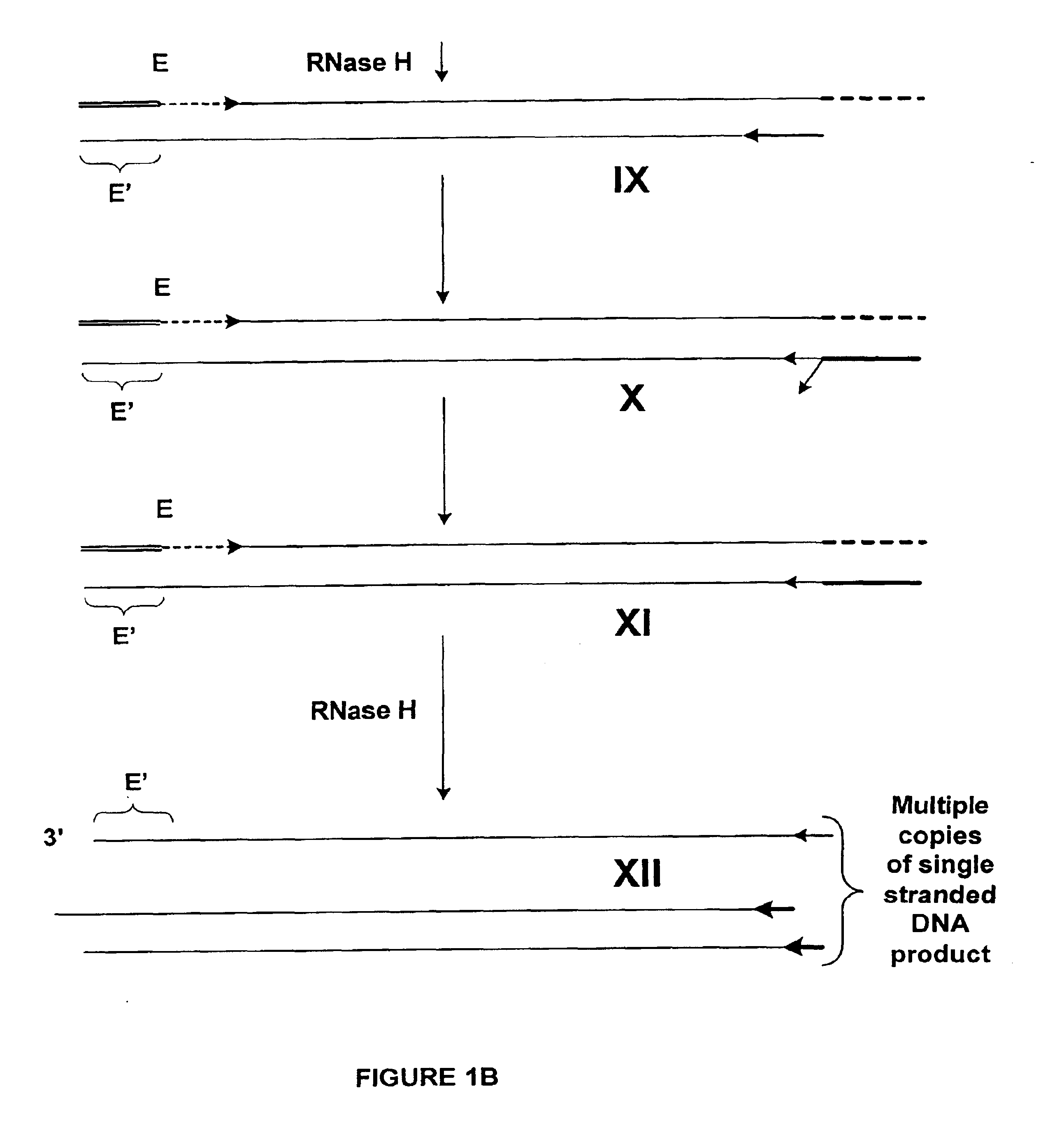 Methods and compositions for amplification of RNA sequences using RNA-DNA composite primers