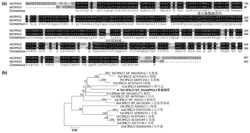 Genes regulating plant seed germination and seedling growth, their encoded proteins and their applications