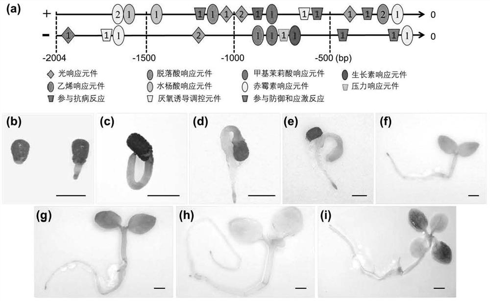Genes regulating plant seed germination and seedling growth, their encoded proteins and their applications