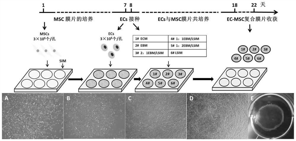 A preparation method of self-assembled prevascularized stem cell membrane