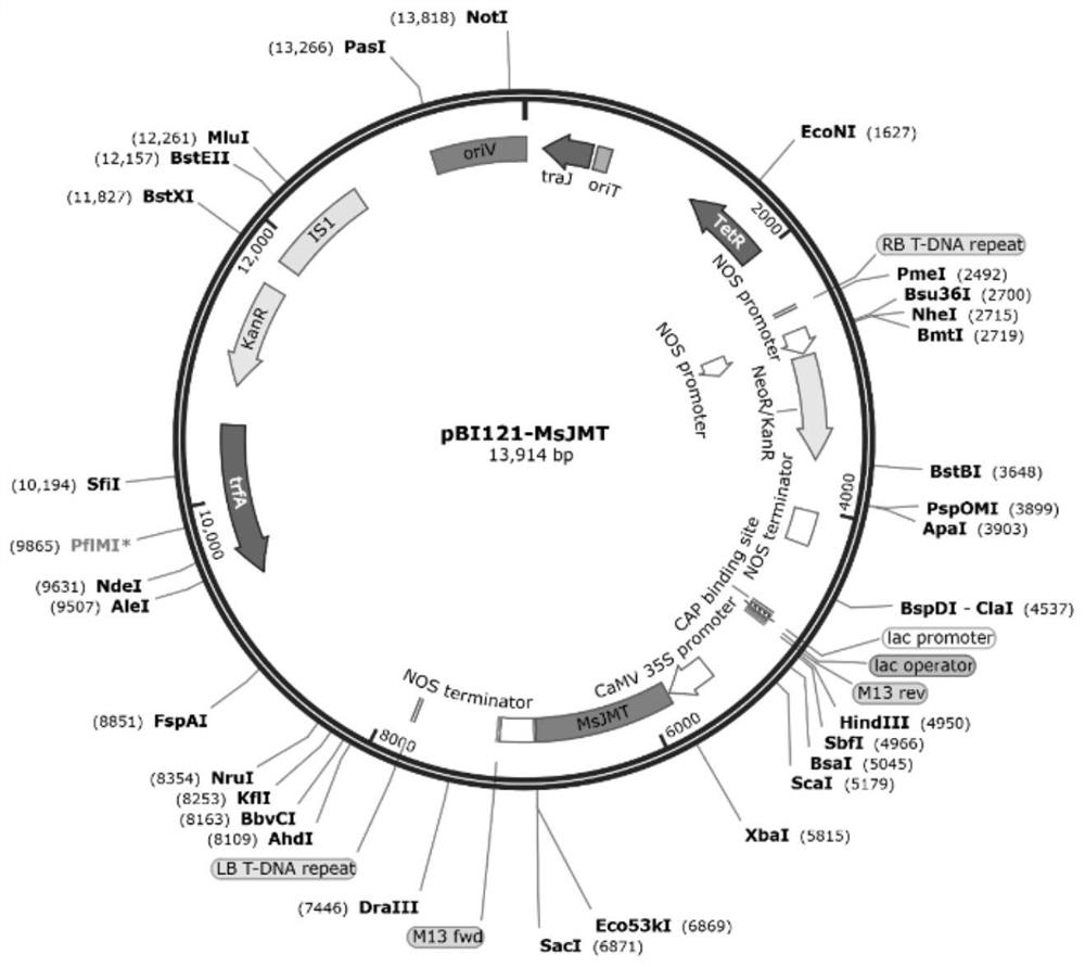 Male sterility gene MsJMT and application thereof