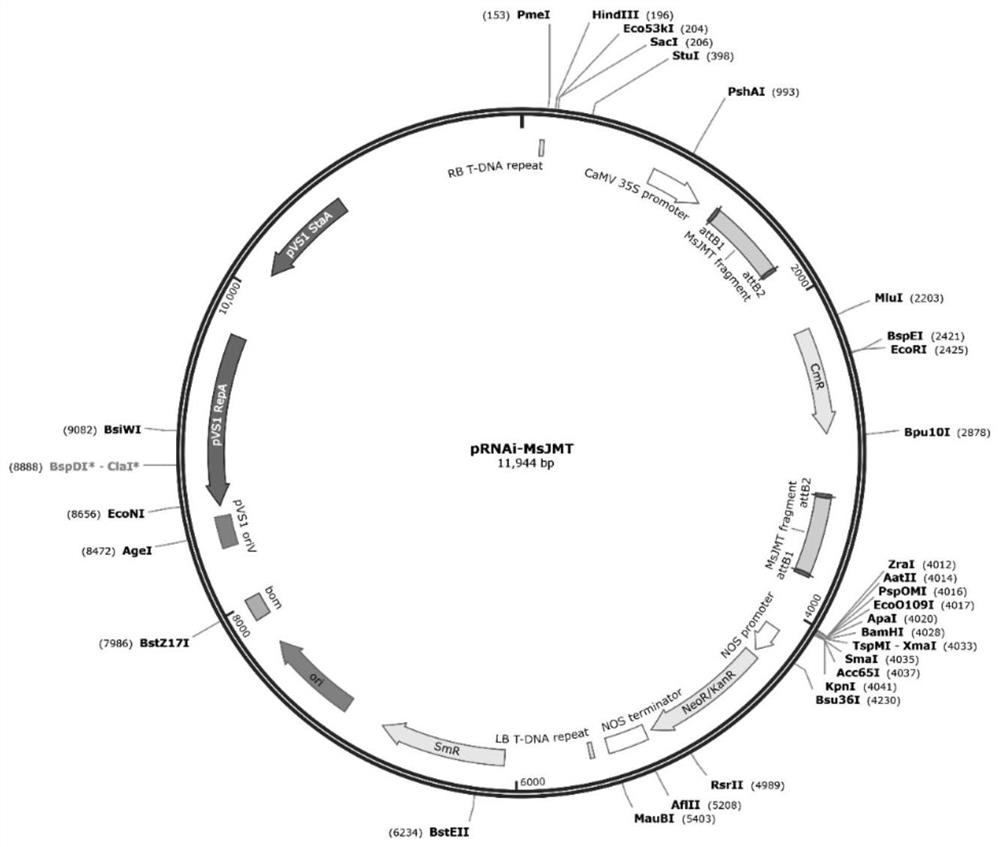 Male sterility gene MsJMT and application thereof