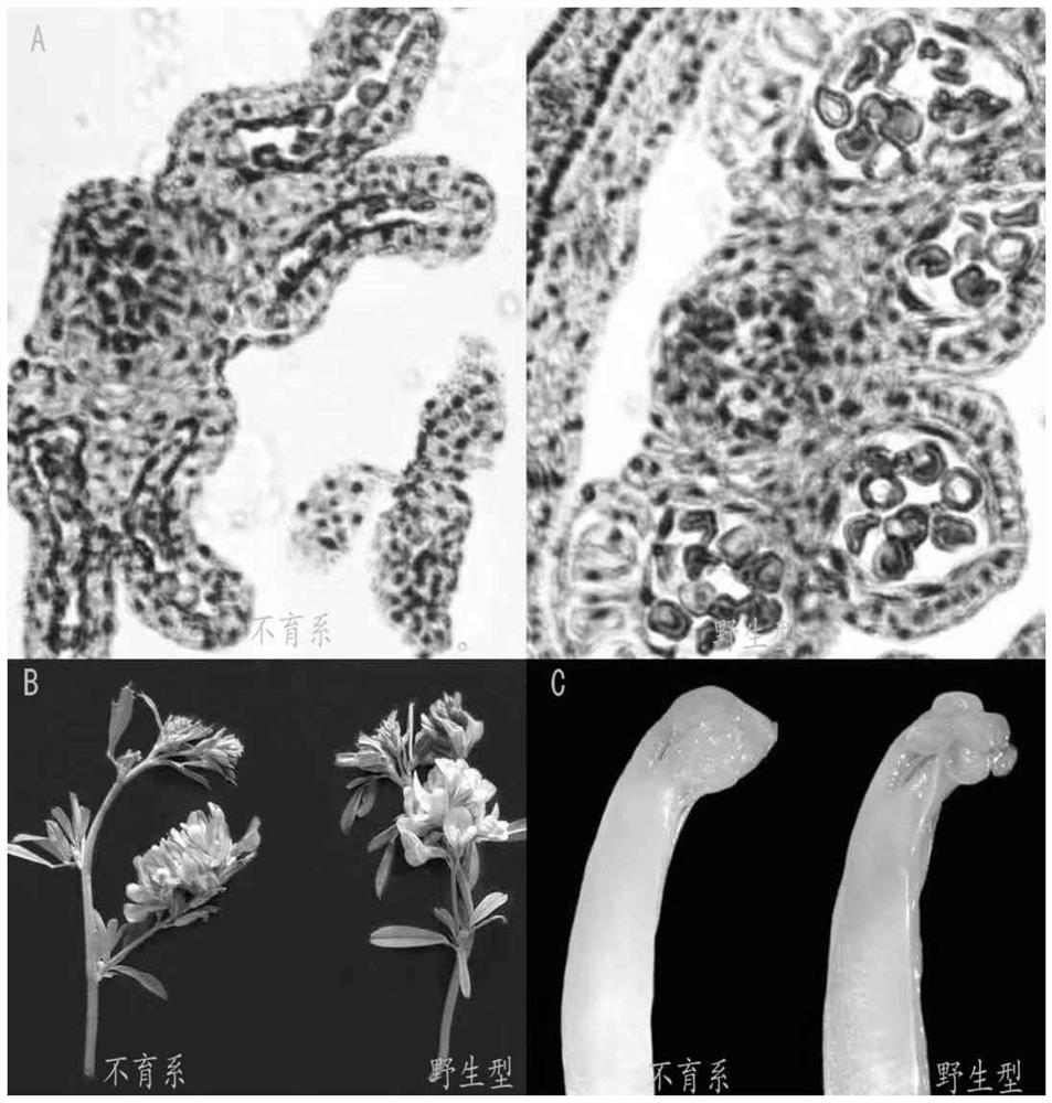 Male sterility gene MsJMT and application thereof