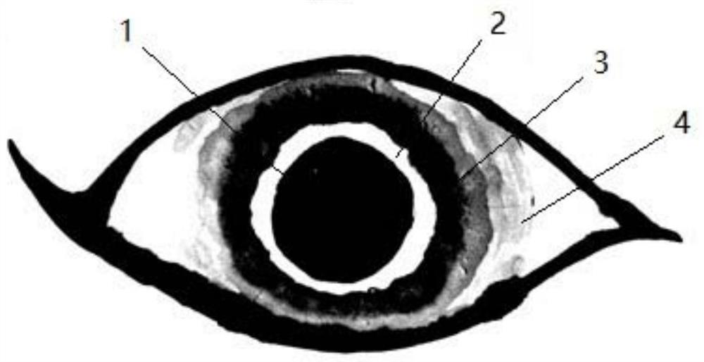 Method for preventing wolf injury by using body surface pattern eyes of livestock