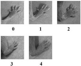 Use of total saponins of panax japonicas in preparing medicine for treating rheumatoid arthritis angiogenesis