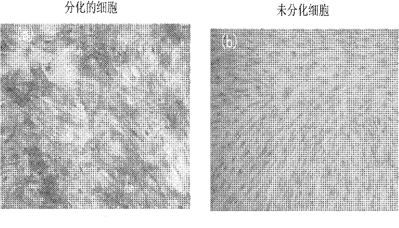 Method for inducing human umbilical cord mesenchymal stem cells into testicular interstitial cells and application thereof