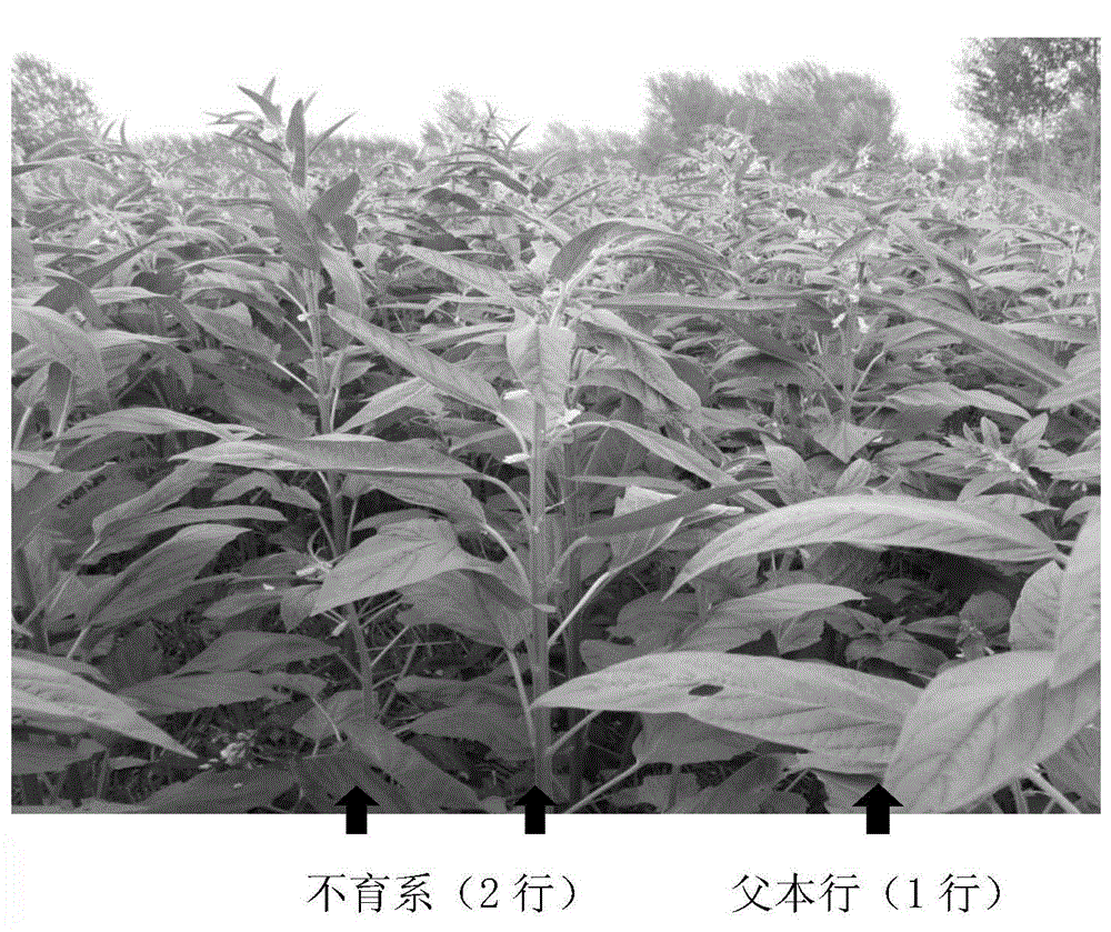 Sesame photoperiod sensitive genic male sterile line and hybrid seed production method thereof