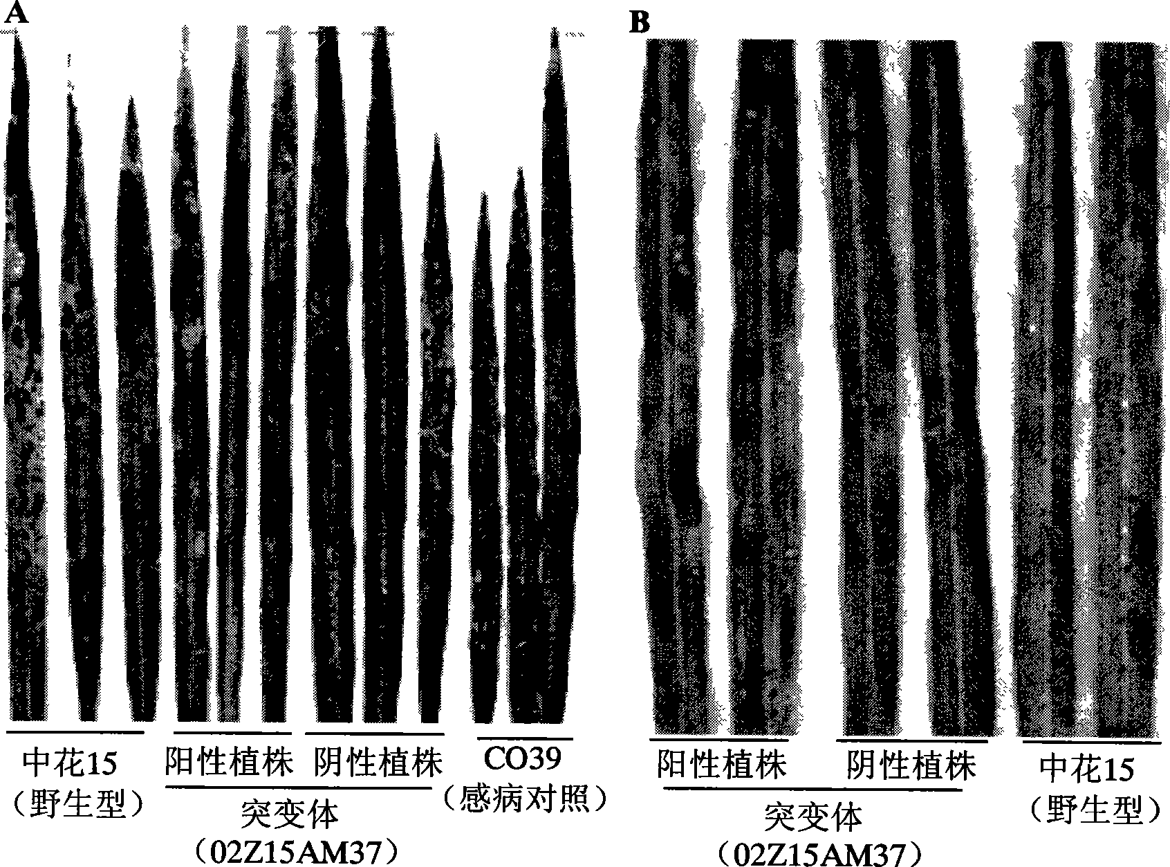 Rice disease-resistant related gene OsDR9 and its use in improving rice disease resistance