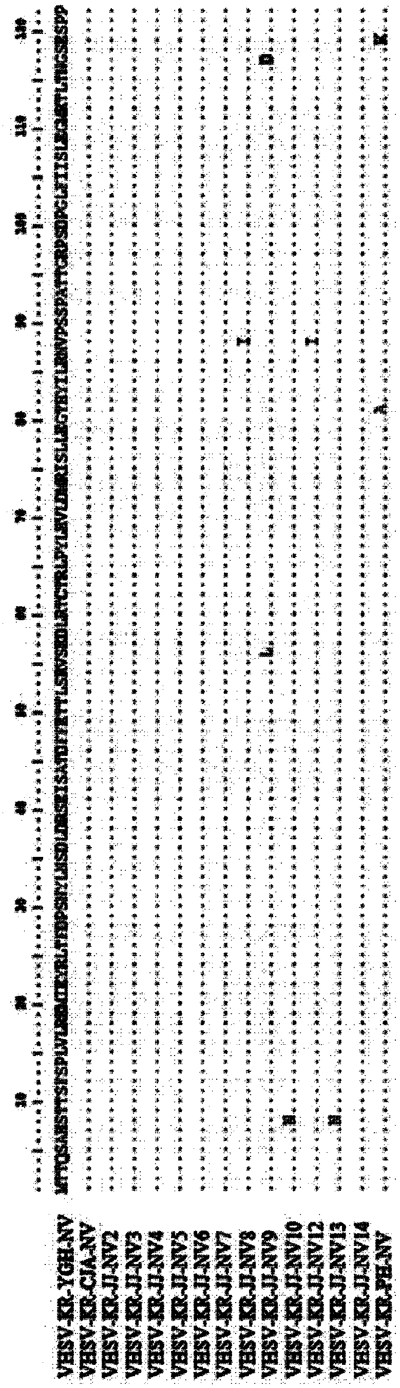 Biomarker for detecting highly pathogenic viral hemorrhagic septicemia virus and diagnostic method