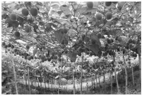 High-yielding cultivation method for siraitia grosvenorii