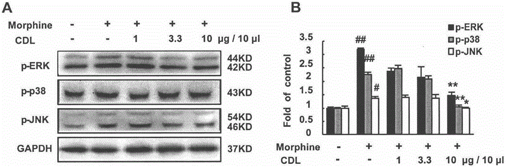 CDL (corydalmine) medicine composition for preventing and treating opioid analgesic pain relieving tolerance