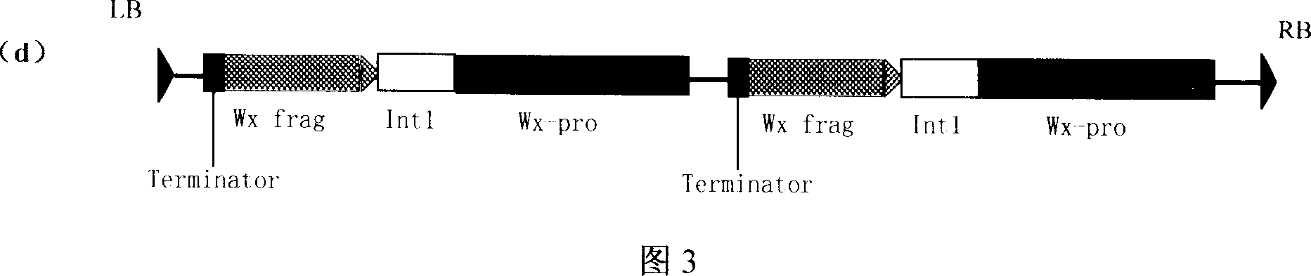 Expression vector of duplicate inverted waxy gene, preparation method, and application