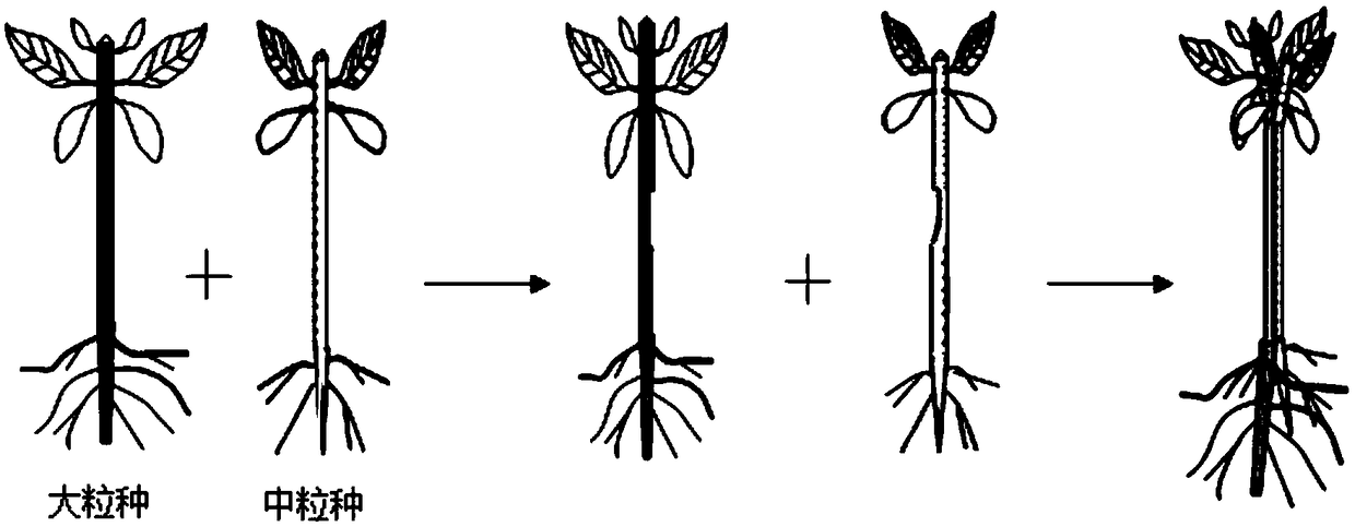 Grafting method for improving productivity of root systems of coffee tree saplings