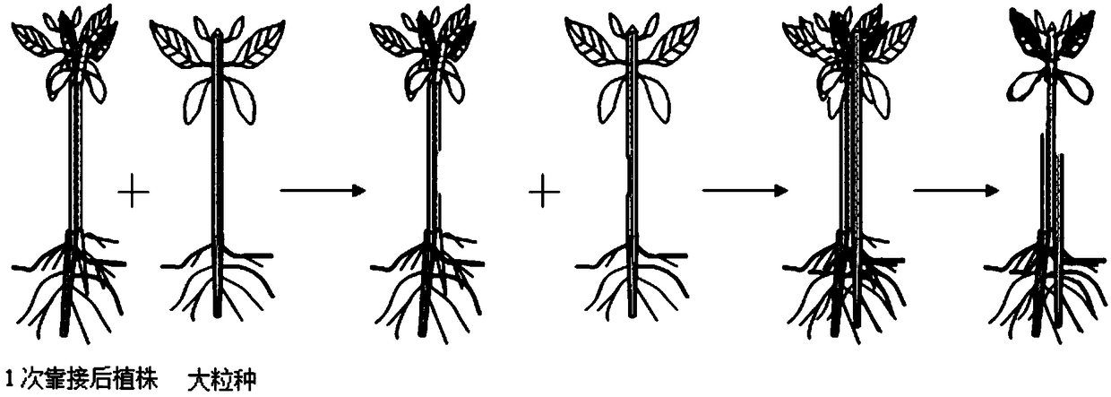 Grafting method for improving productivity of root systems of coffee tree saplings