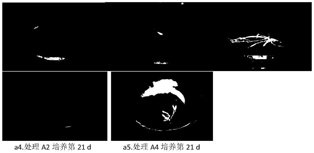 Tissue culture and rapid propagation method of impatiens hawkeri