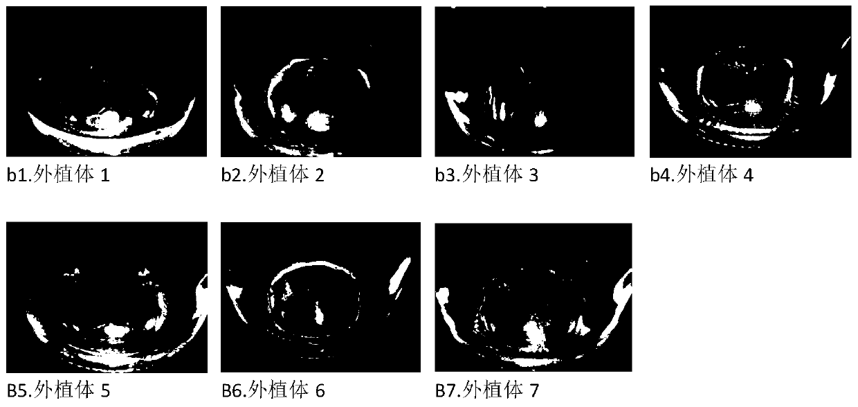 Tissue culture and rapid propagation method of impatiens hawkeri