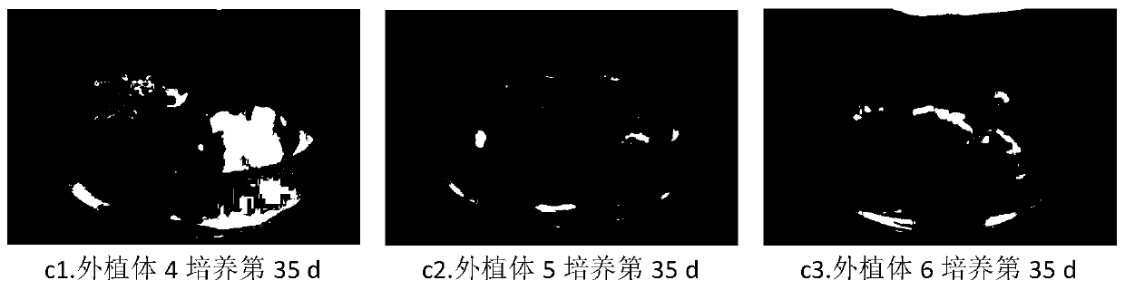 Tissue culture and rapid propagation method of impatiens hawkeri