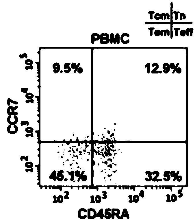 Human Tscm cells and preparation method and application thereof