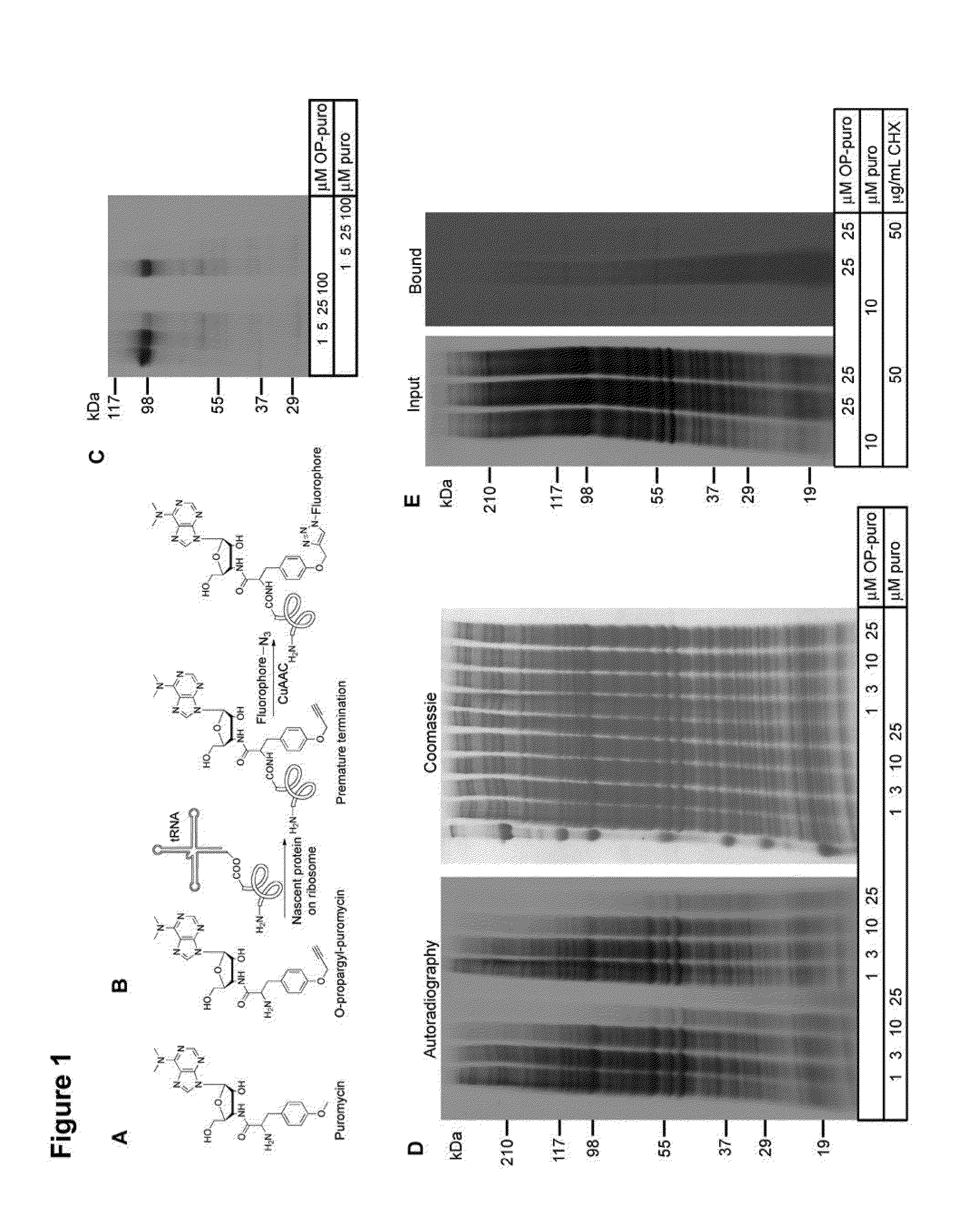 Methods and compositions for labeling polypeptides