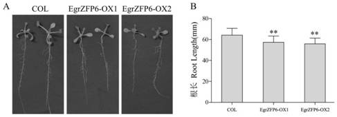 Use of Eucalyptus grandis egrzfp6 in improving plant adaptation to stress under osmotic stress