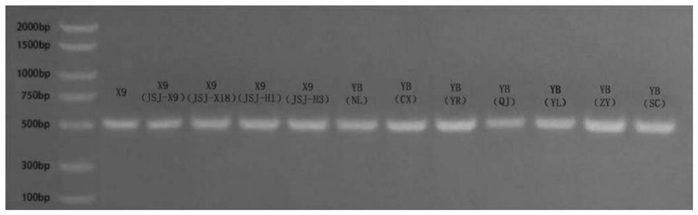 SCAR marker for identifying Tremella aurantialba X9 strain or Tremella aurantialba strain containing X9 strain