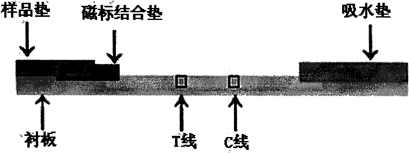 Immuomagnetic bead chromatographic test strip for rapidly detecting chloromycetin and preparation method thereof
