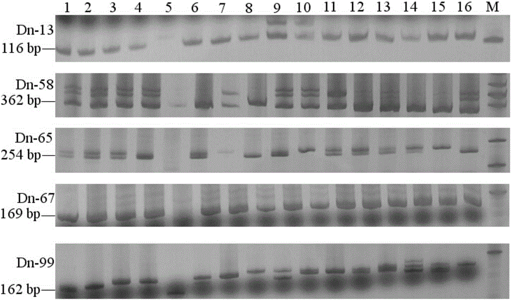 EST-SSR primer group for identifying dendrobium officinale Kimura et migo and dendrobium falconeri hook, preparation method of EST-SSR primer group and application of EST-SSR primer group in species identification