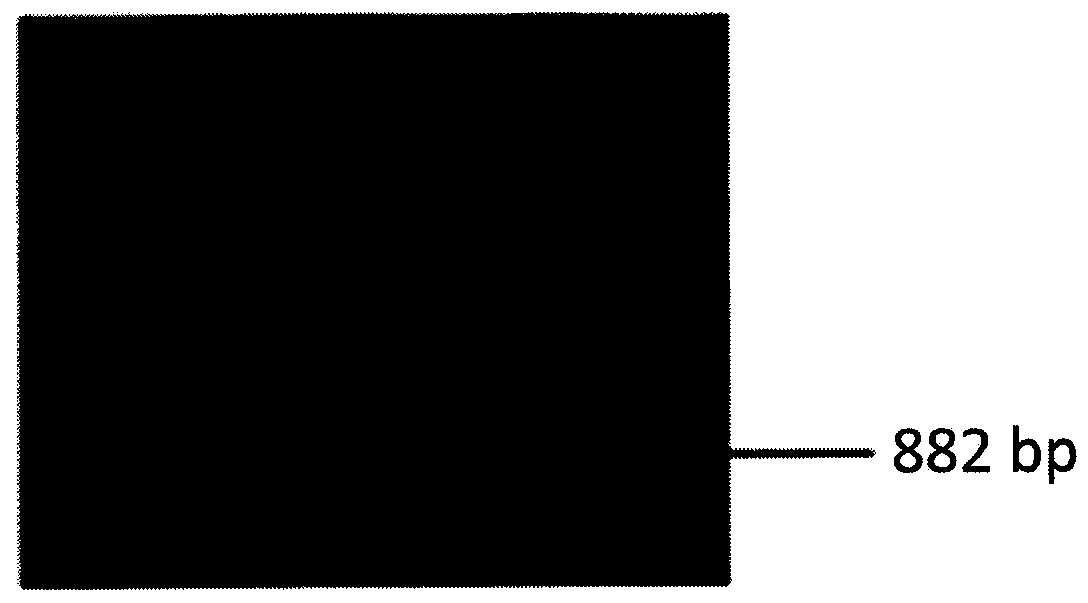 Lycium chinese Miller isopentenyl pyrophosphate isomerase (LmIpi) gene, recombinant vector comprising gene, host cell comprising gene, and application of gene