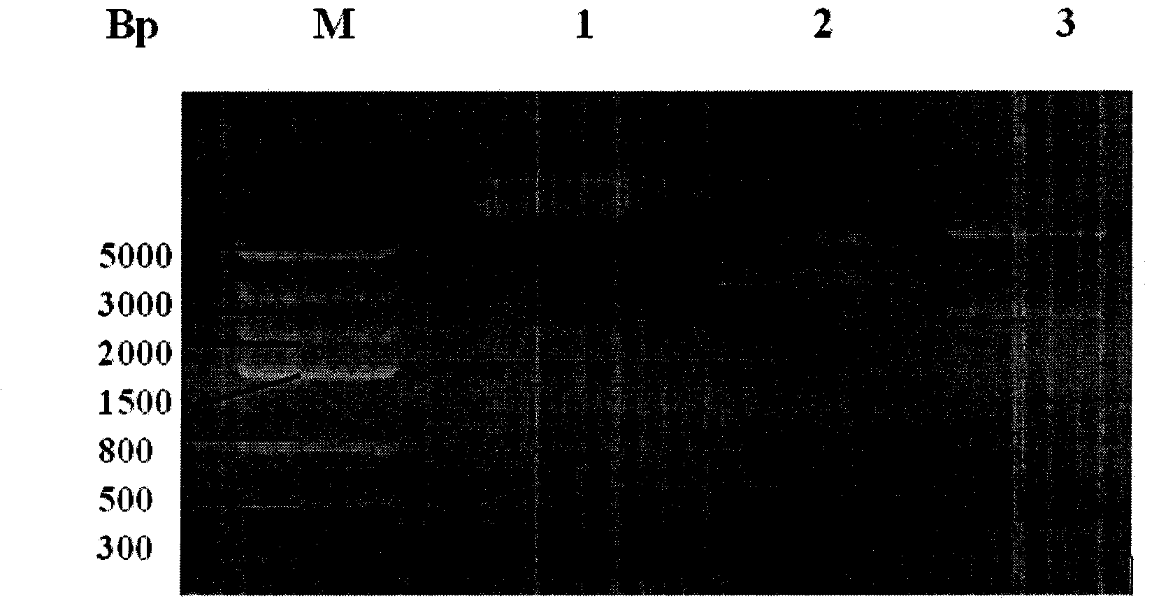 HPV58 (Human Papilloma Virus) type therapeutic composite genetic vaccine and construction method thereof