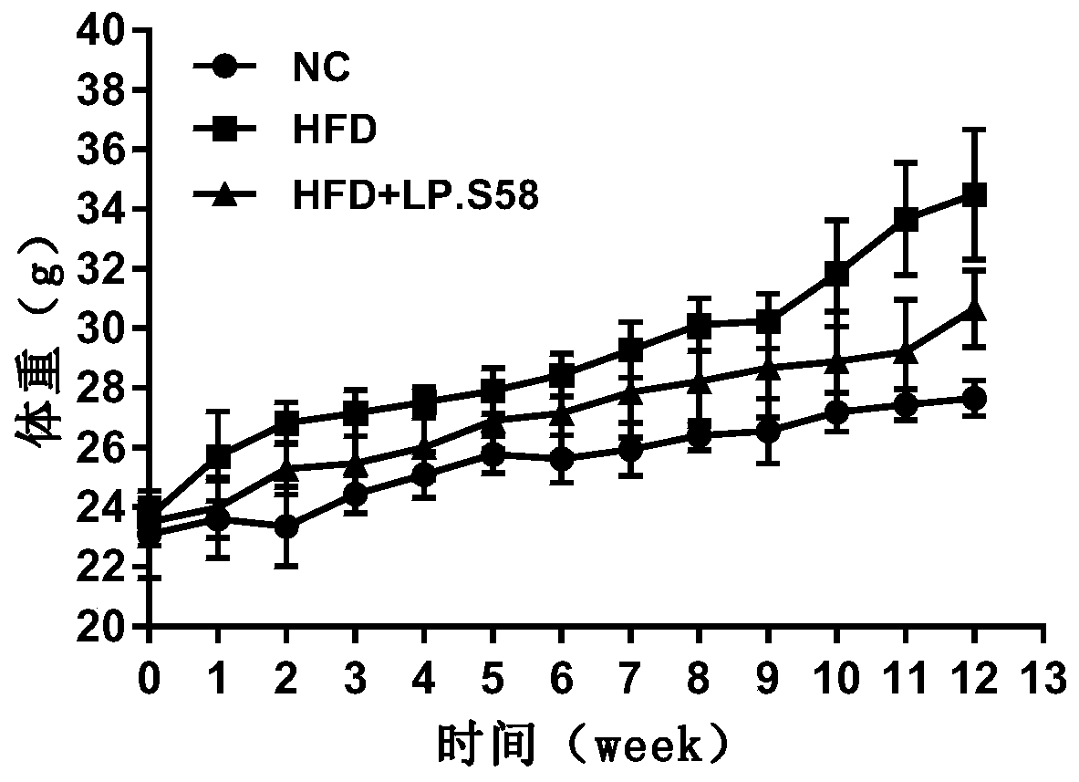 Lactobacillus plantarum S58 and application thereof in preparation of products for relieving obesity