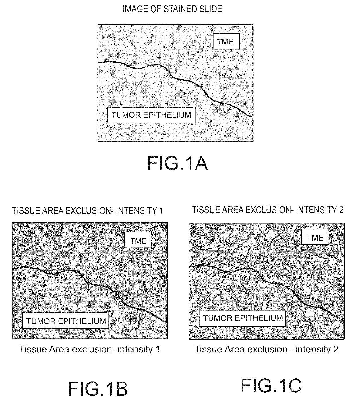 Method for assigning tissue normalization factors for digital image analysis